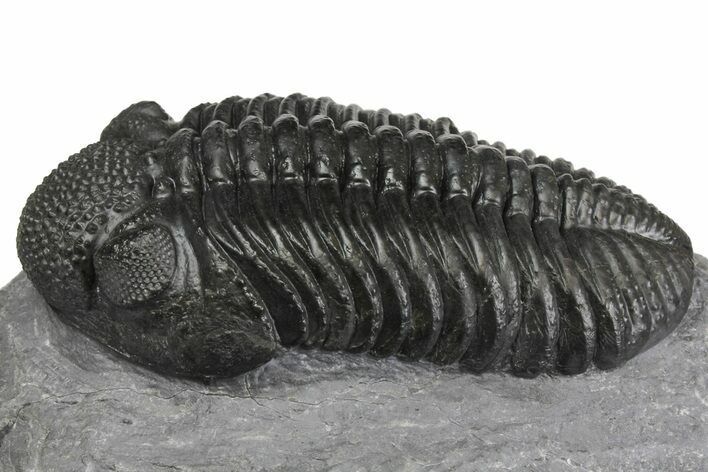 Exceptional, Drotops Trilobite - Mrakib, Morocco #153966